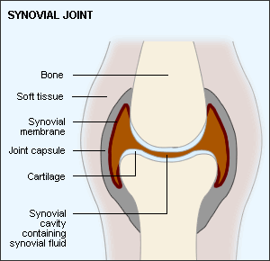 Friction in synovial joint