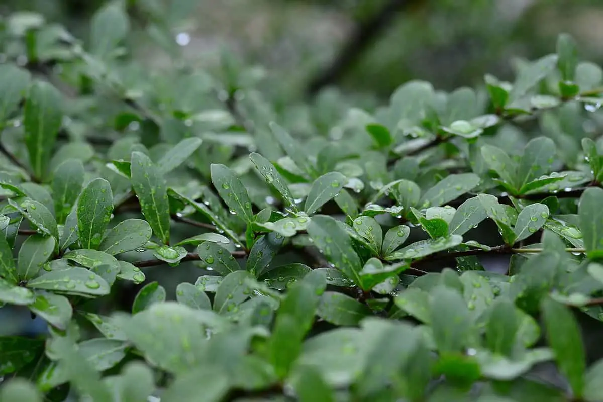 Legumes as cover crops