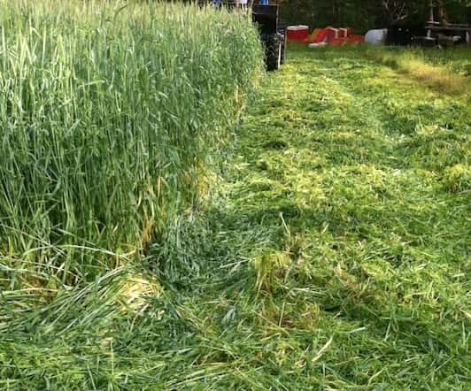 cover crops