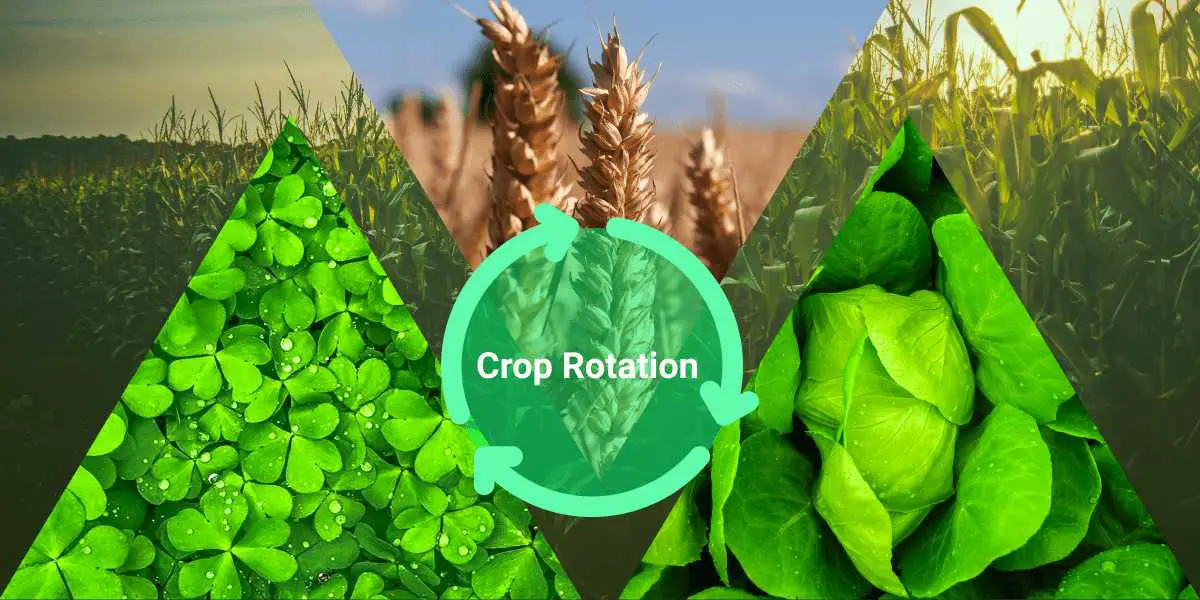 Crop rotation