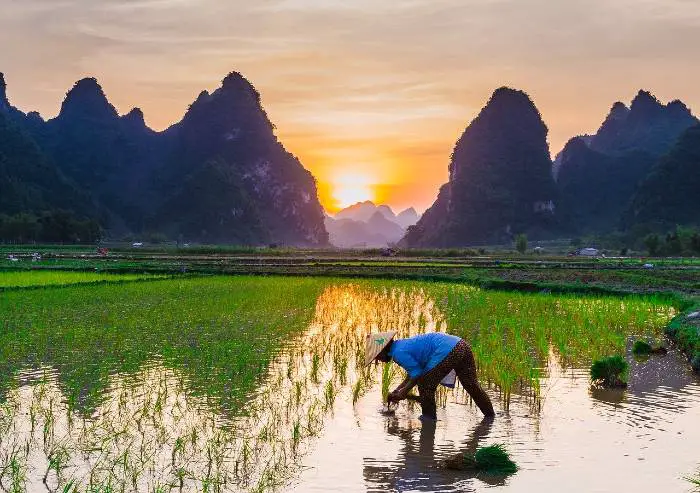 rice cultivation