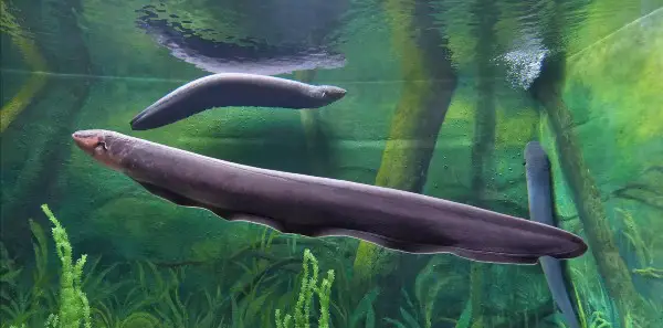interesting facts about electric eels