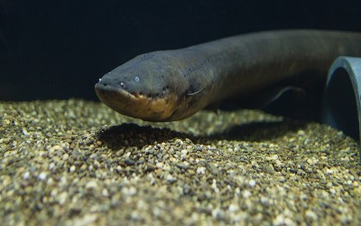 🔥 wow.. 21 Mind Blowing Facts About Electric Eels (2021)
